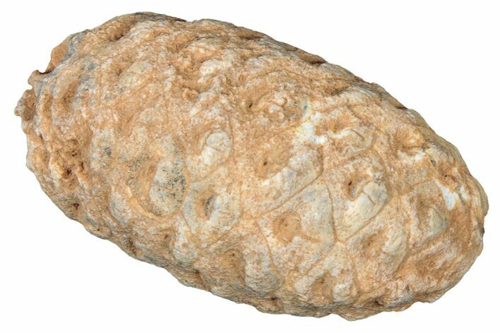 Fossil Cycadophyte Seed Cone - Boujdour, Morocco #325305